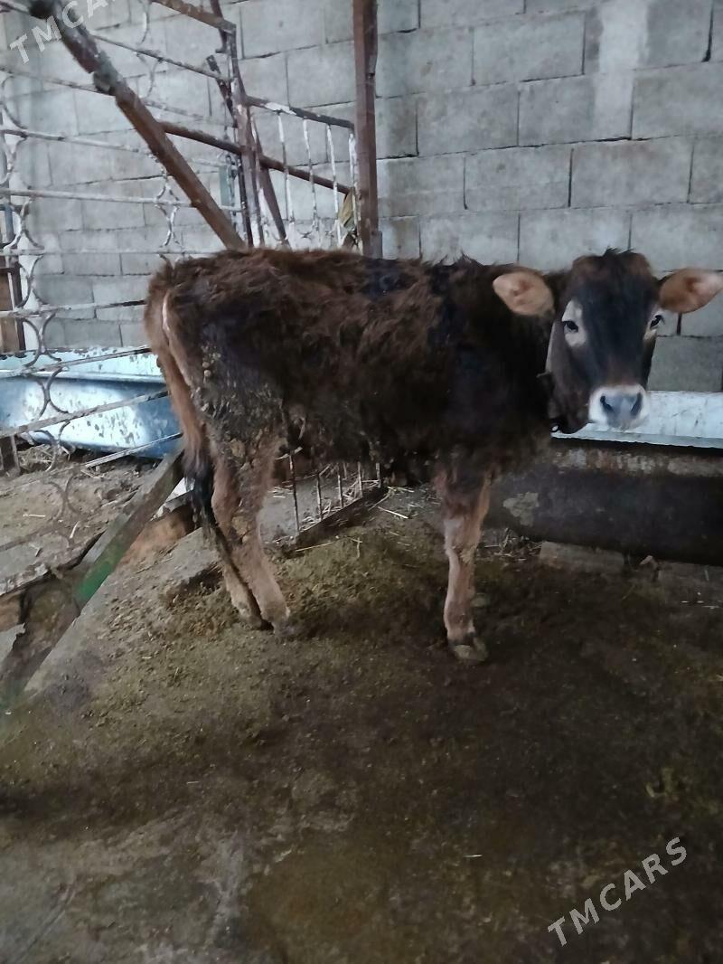 Tuwe - Гёкдепе - img 1