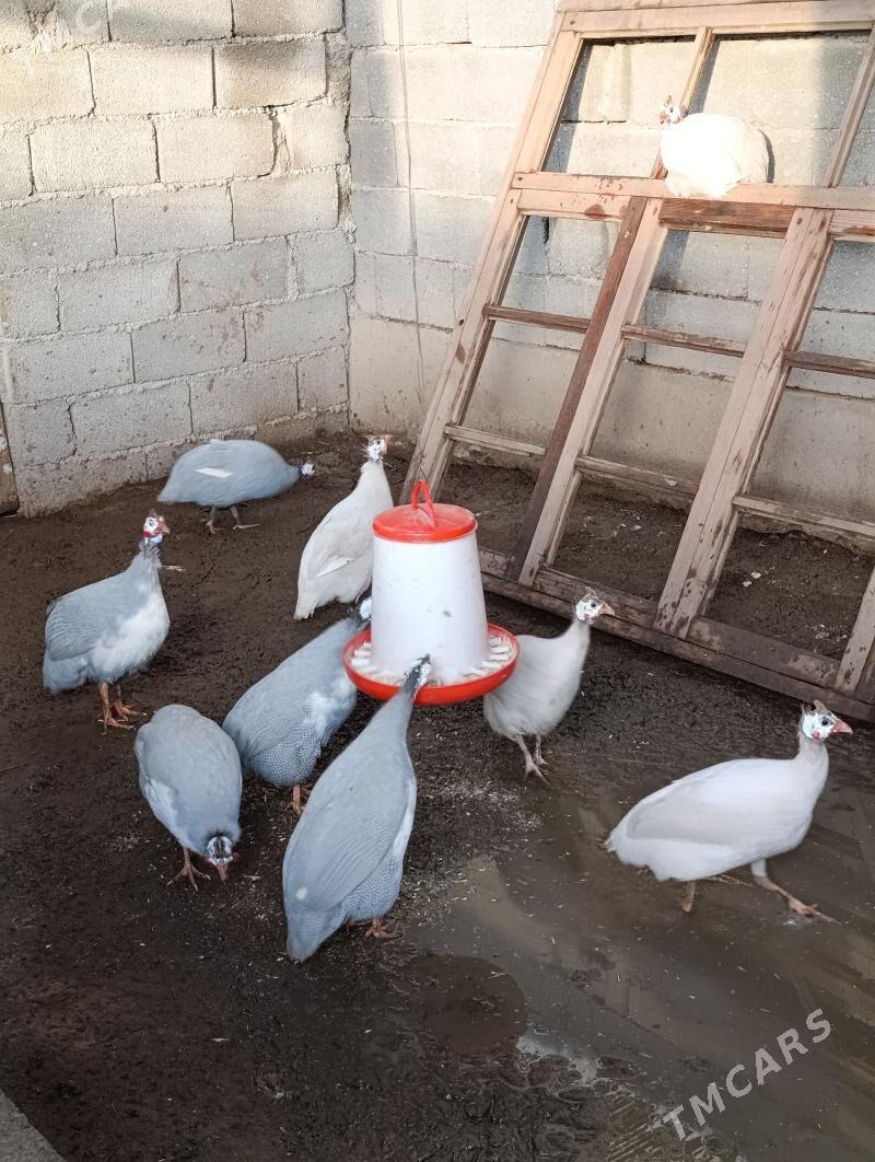 sisarka kakilik - Herrikgala - img 1