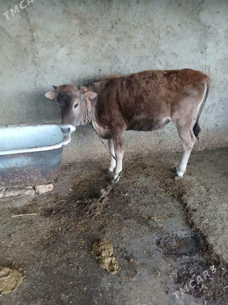 Tuwe - Gökdepe - img 1