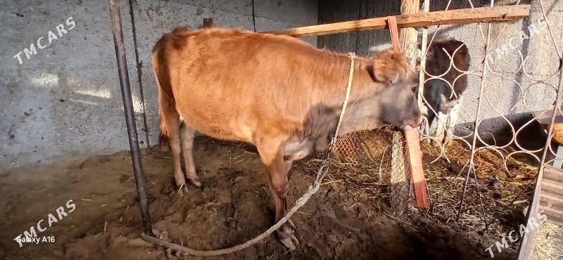 gole. - Aşgabat - img 1