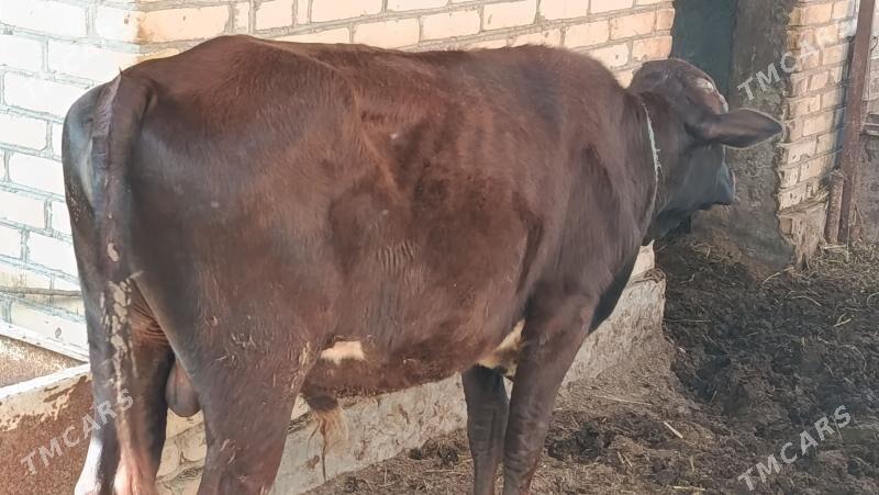 Окуз - Çärjew - img 1