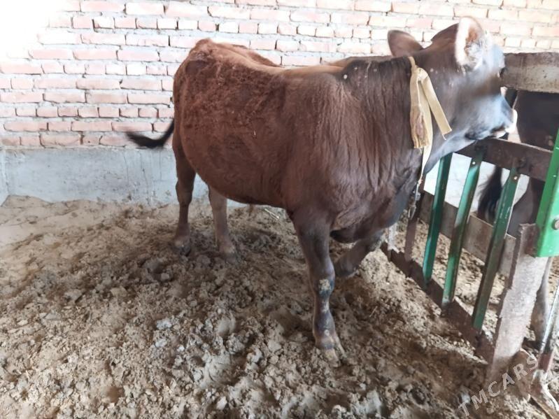 OKUZ TUWE - Бахарден - img 1