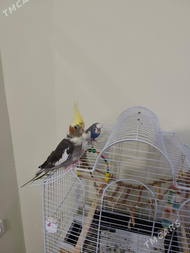 Корелла волнистый - Ашхабад - img 1