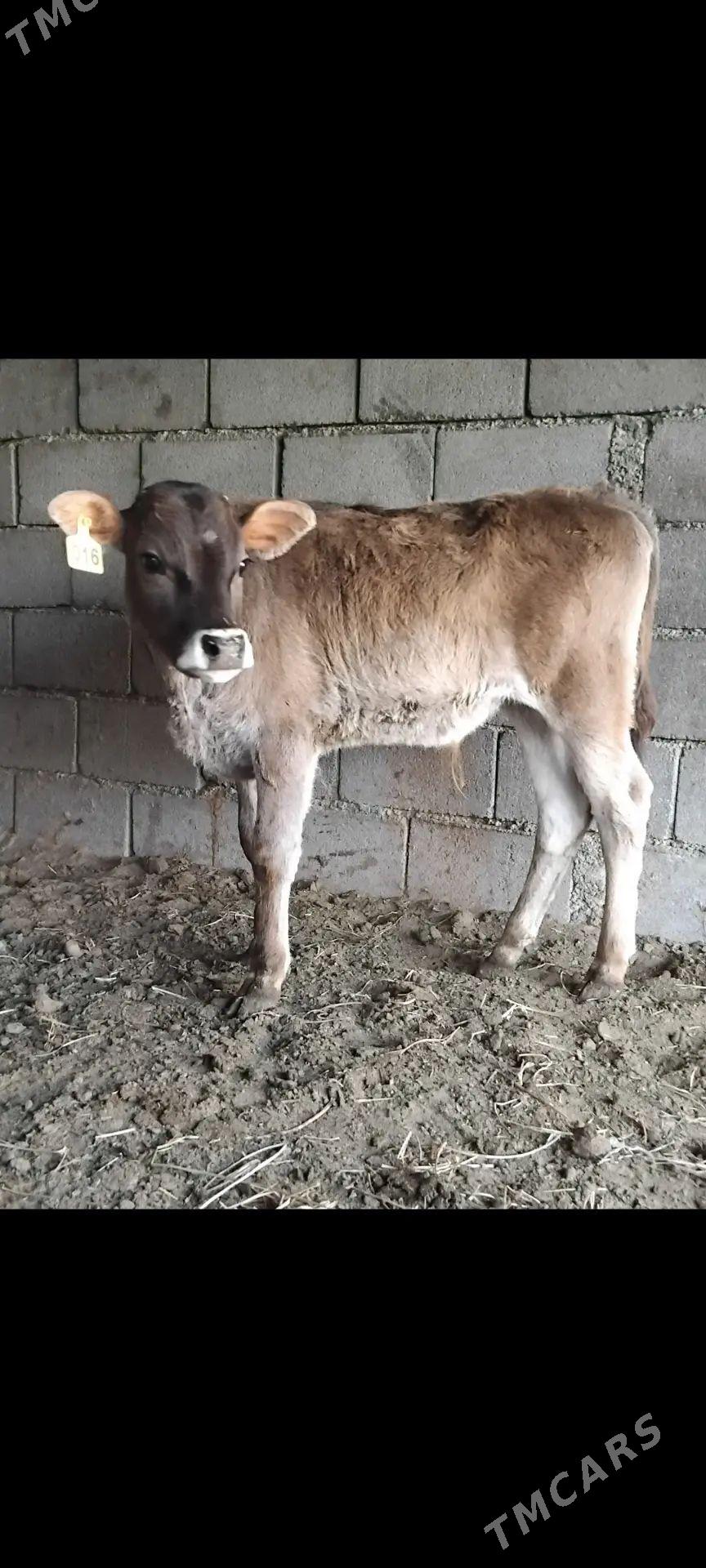 ŠWES OKUZ TUWE - Büzmeýin - img 1