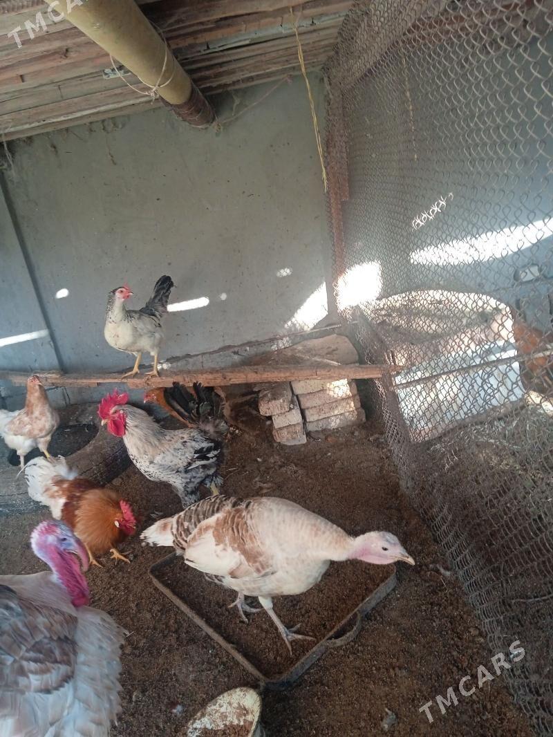 indyuk - Туркменабат - img 1