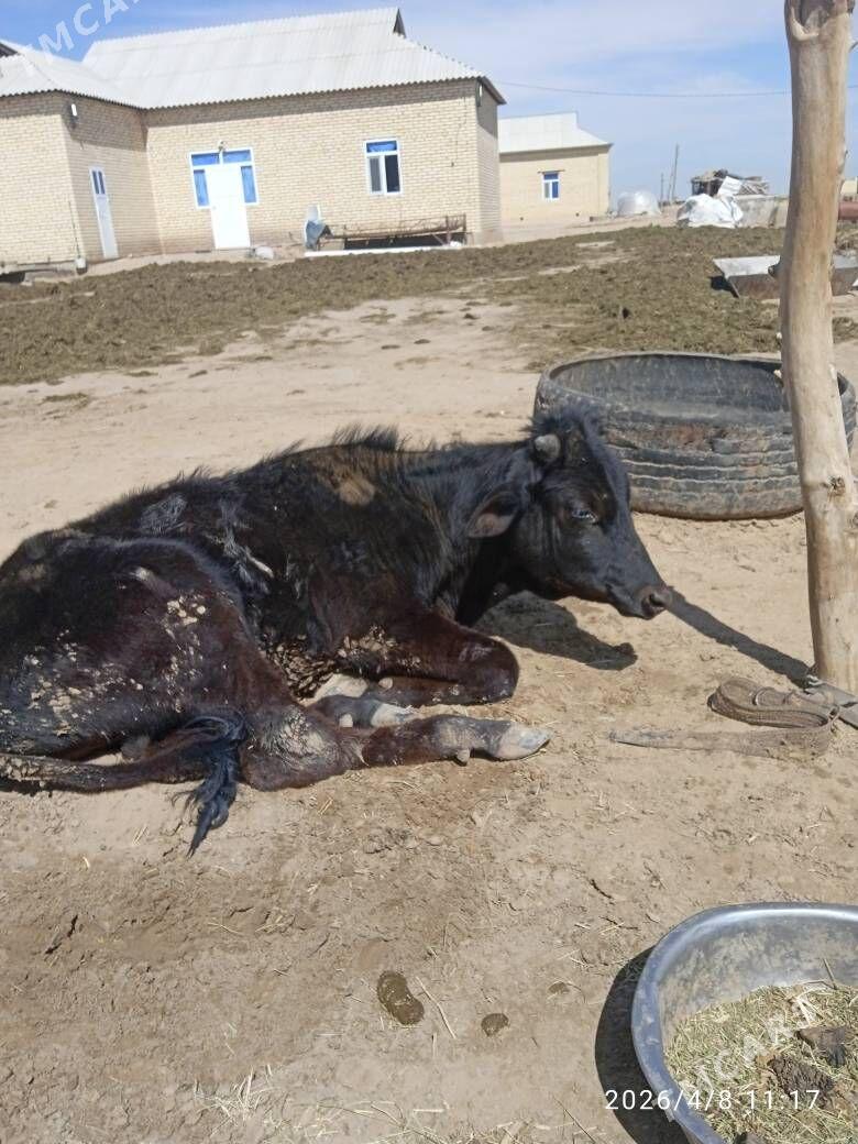 Okuz - Sakarçäge - img 1