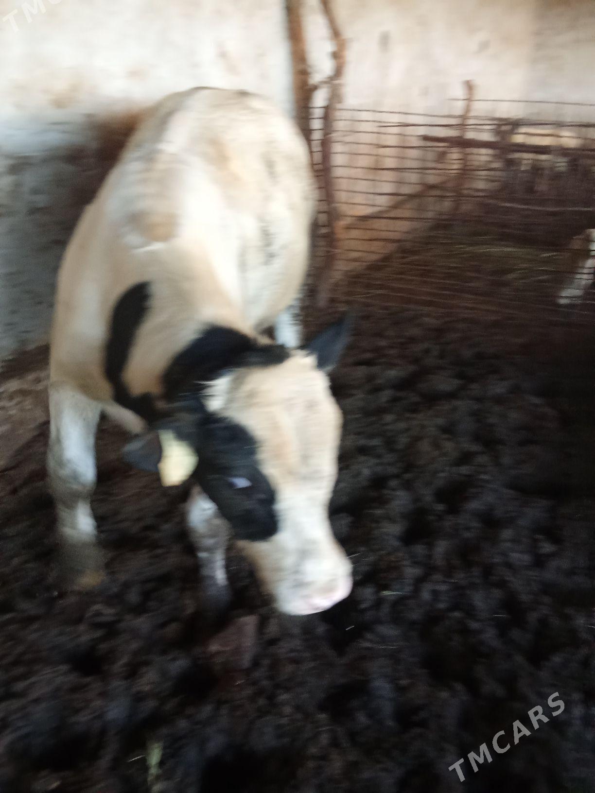 öküz gloşteyr - Hojambaz - img 1