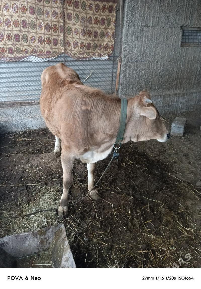 tuwe - Büzmeýin - img 1