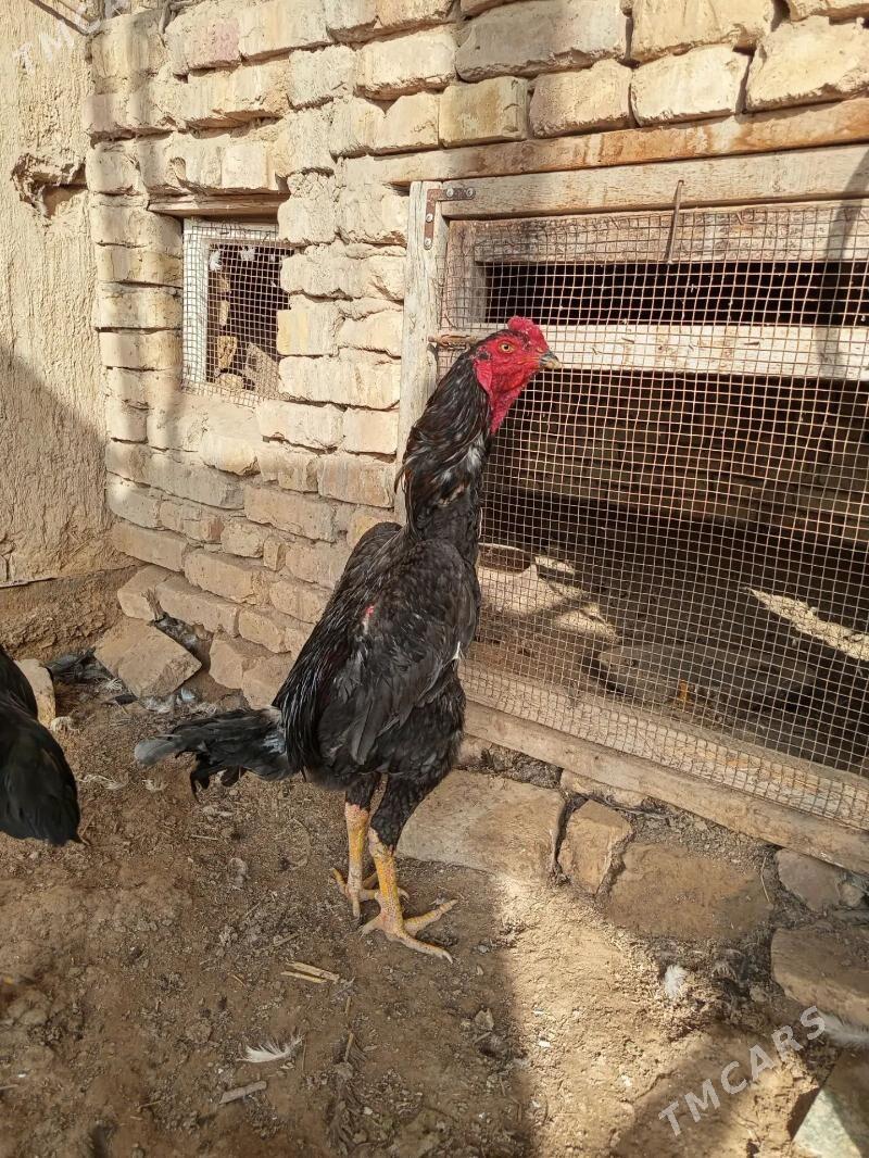 baysok - Векильбазар - img 1