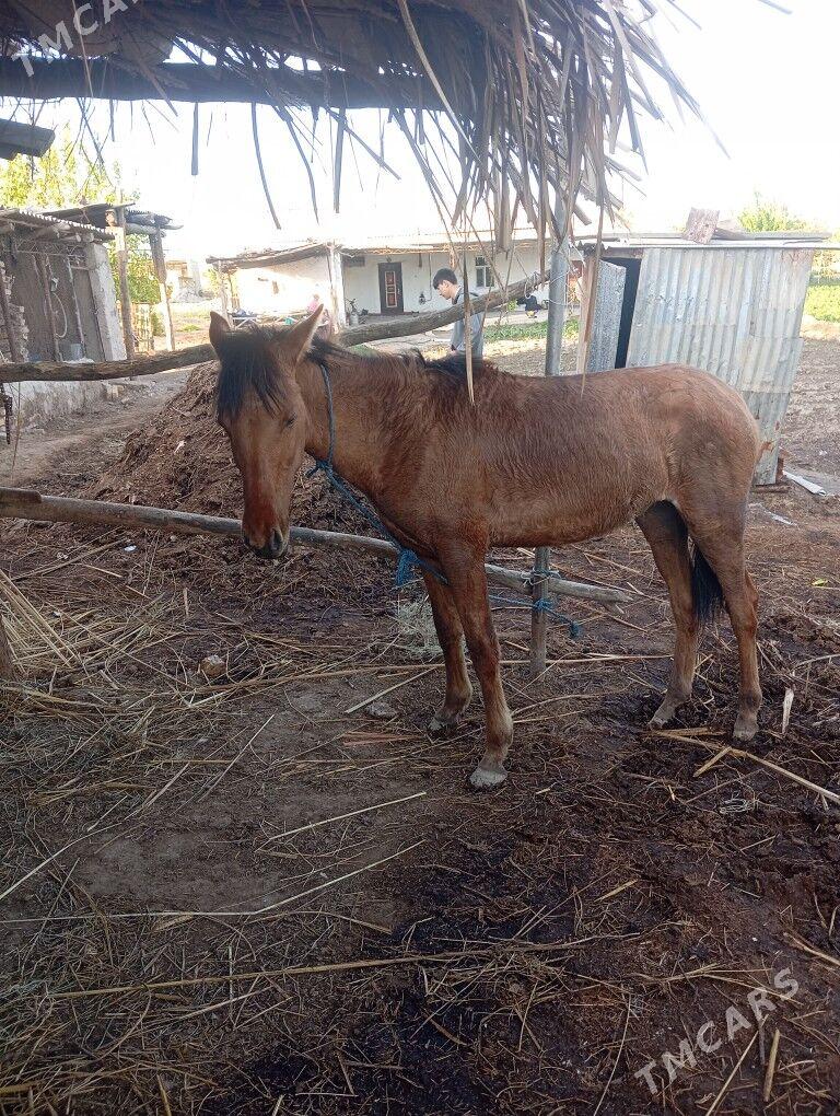Semen - Саят - img 1