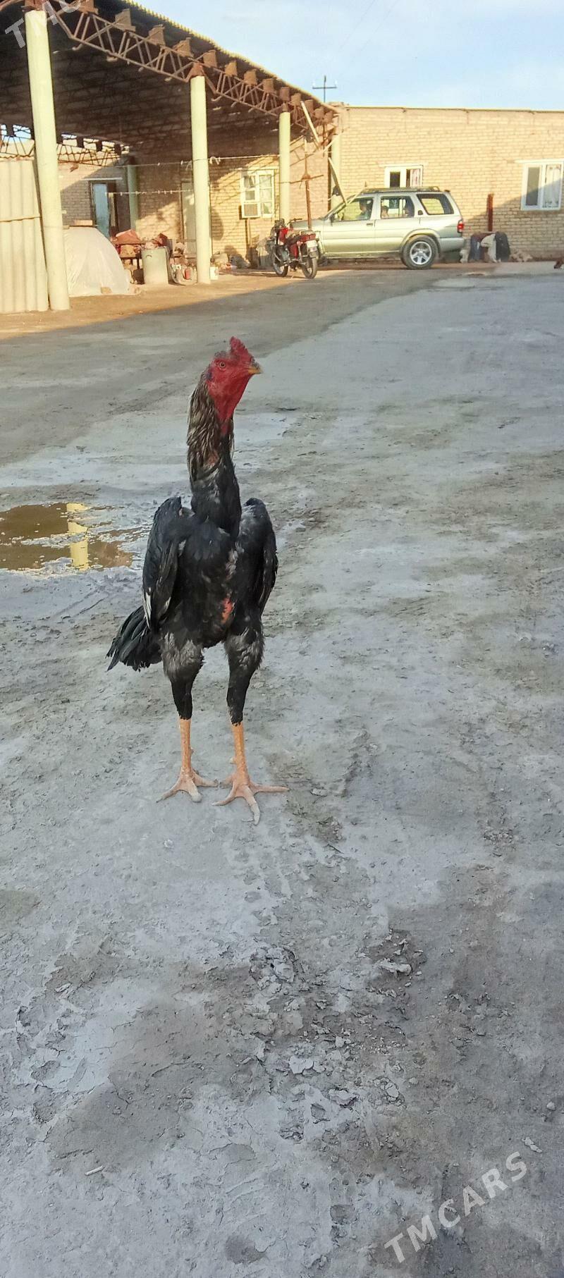 horaz - Саят - img 1