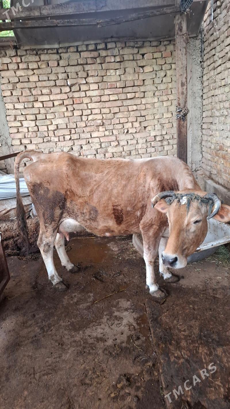 goleli sygyr - Bedew - img 1