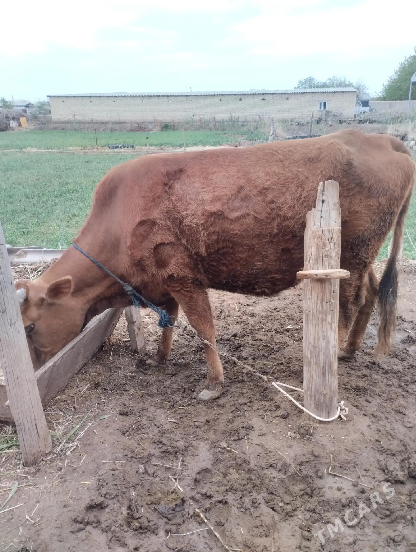 sygyr - Babadaýhan - img 1