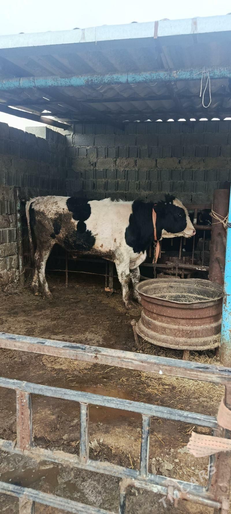 okuz - Bäherden - img 1