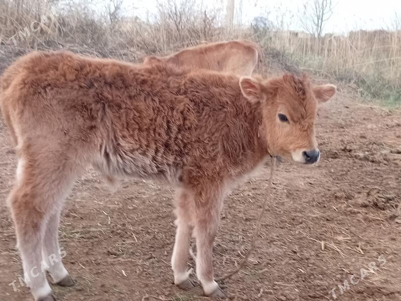 goleli sygyr - Babadaýhan - img 1