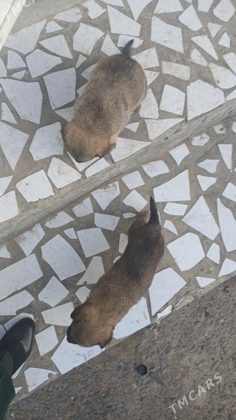 щенок gujuk - Mary - img 1