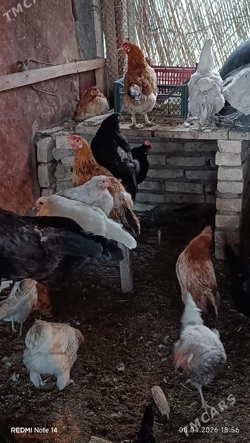 Guzlayan towuk - Sakarçäge - img 1