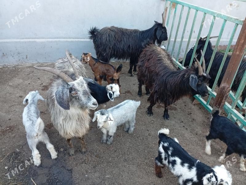 екиз овлаклы гечилер - Türkmenbaşy - img 1