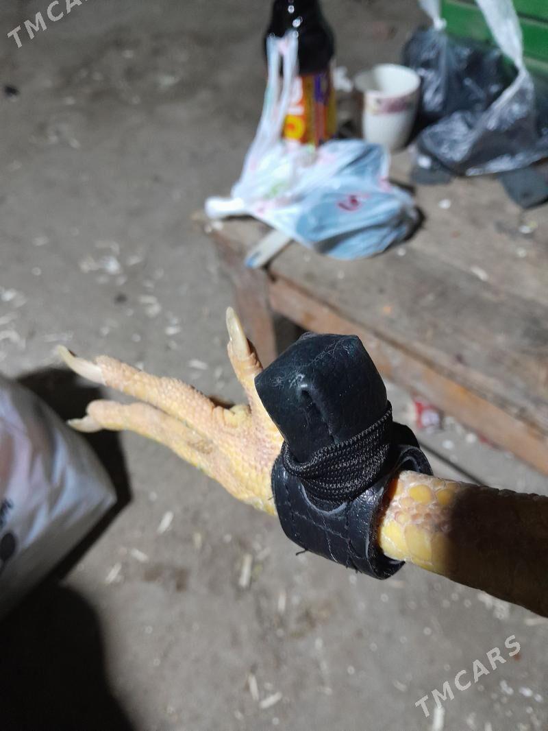 tasgent bercadga - Бузмеин - img 1