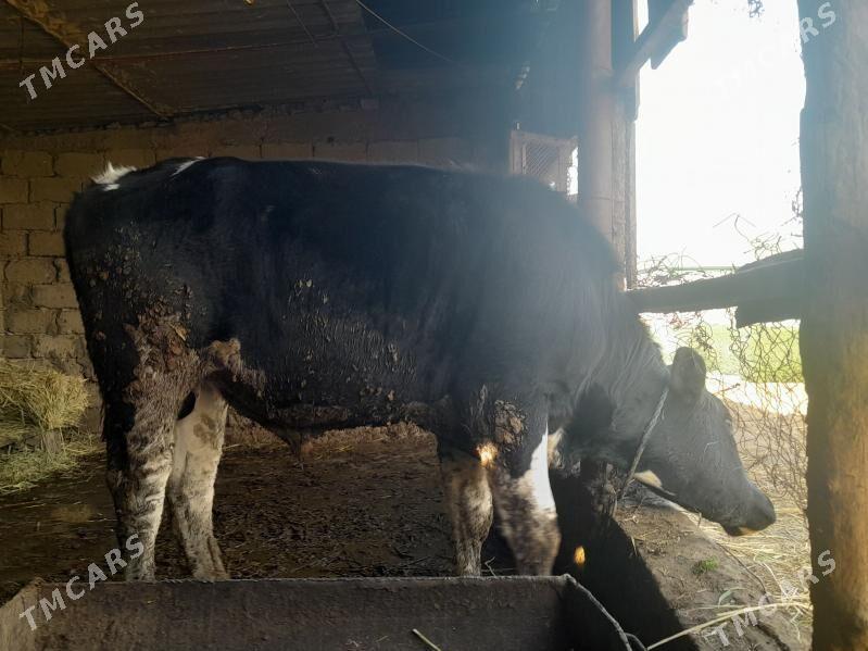 galisdeyin - Кипджак - img 1