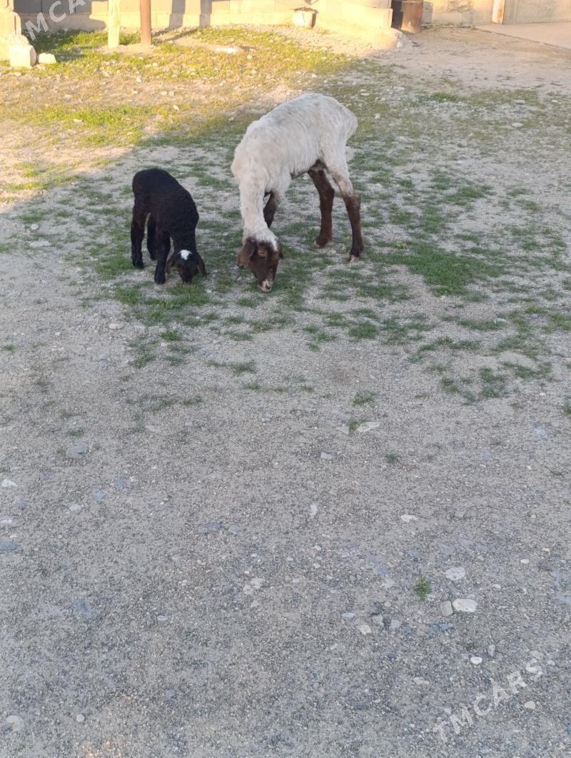 guzly goyun - Gyzylarbat - img 1