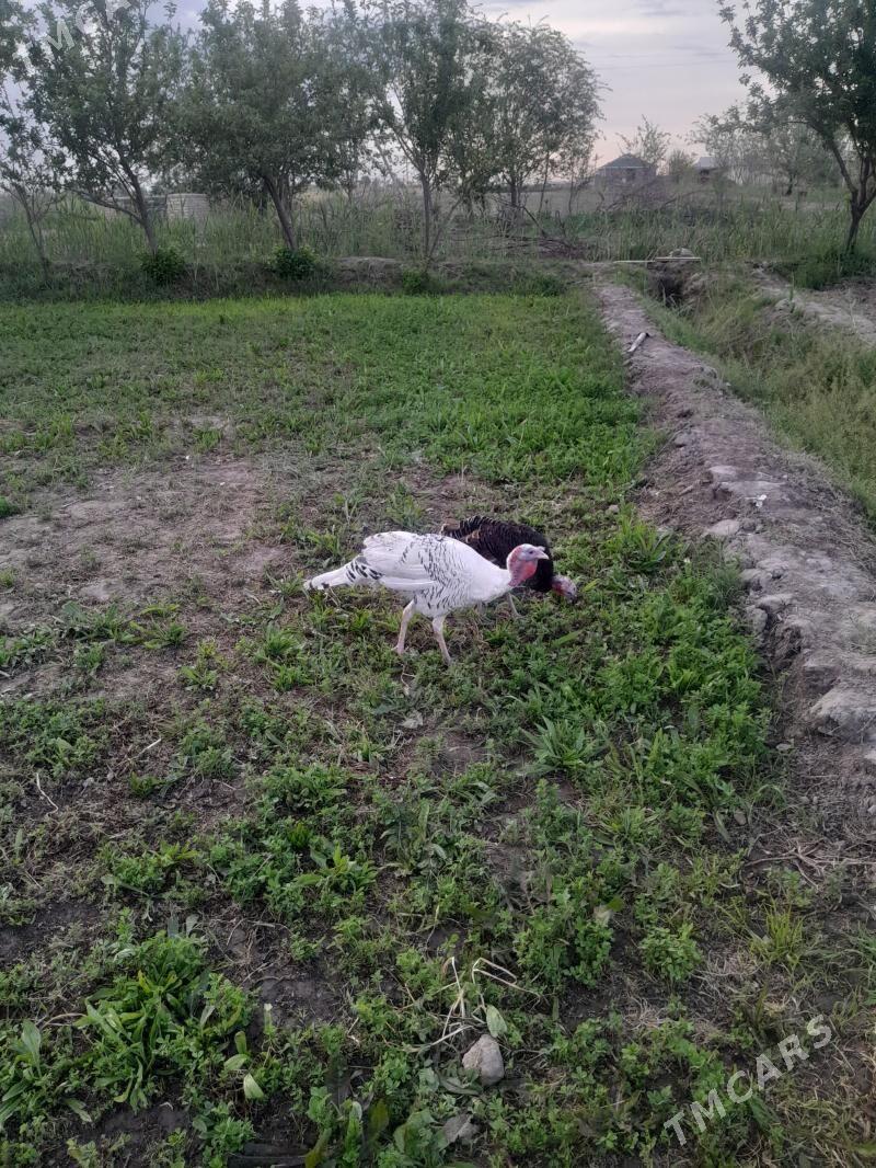 Induk - Mary - img 1