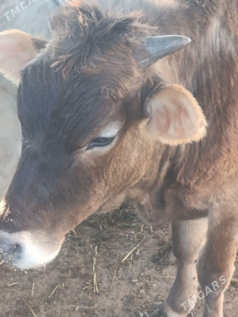 Gacar - Balkanabat - img 1