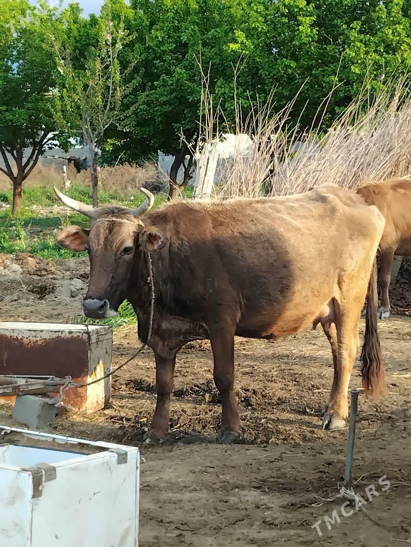 Goleli sygyr - Бахарден - img 1