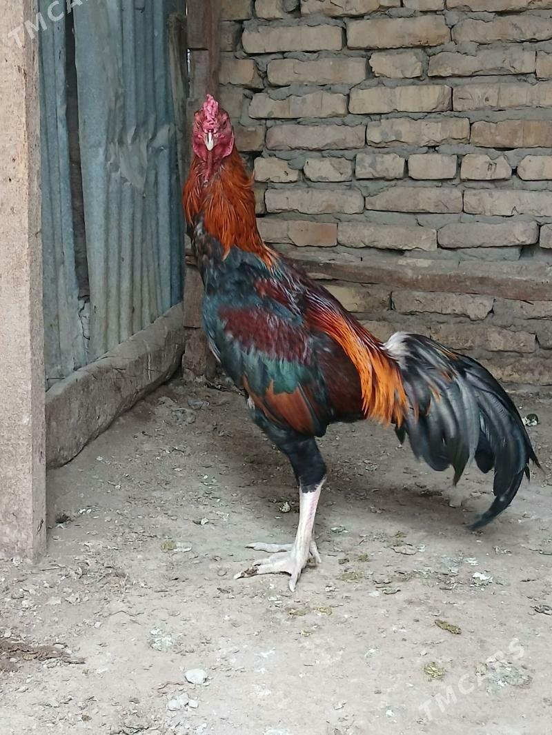 baysok - Çärjew - img 1