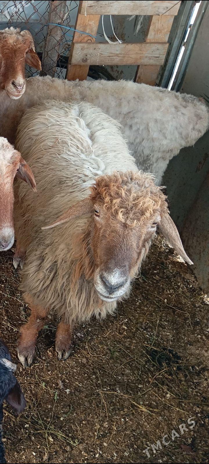 goyun - Çoganly - img 1