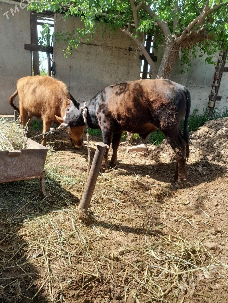 2 okuz - Babadaýhan - img 1