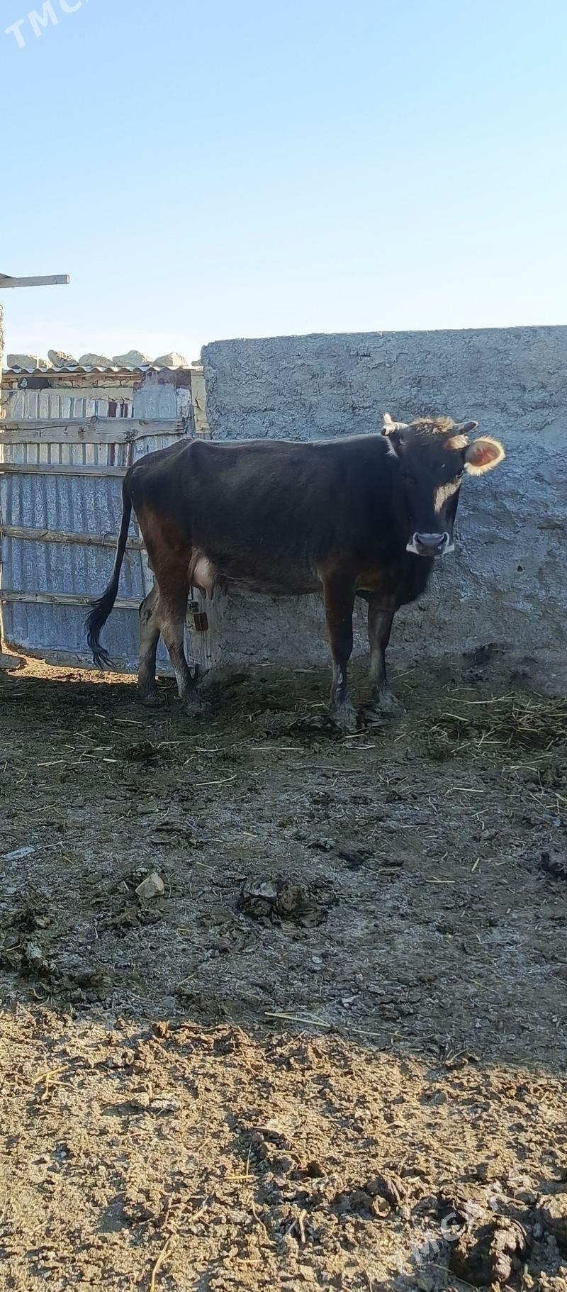 sagym sygyr - Gyzylarbat - img 1