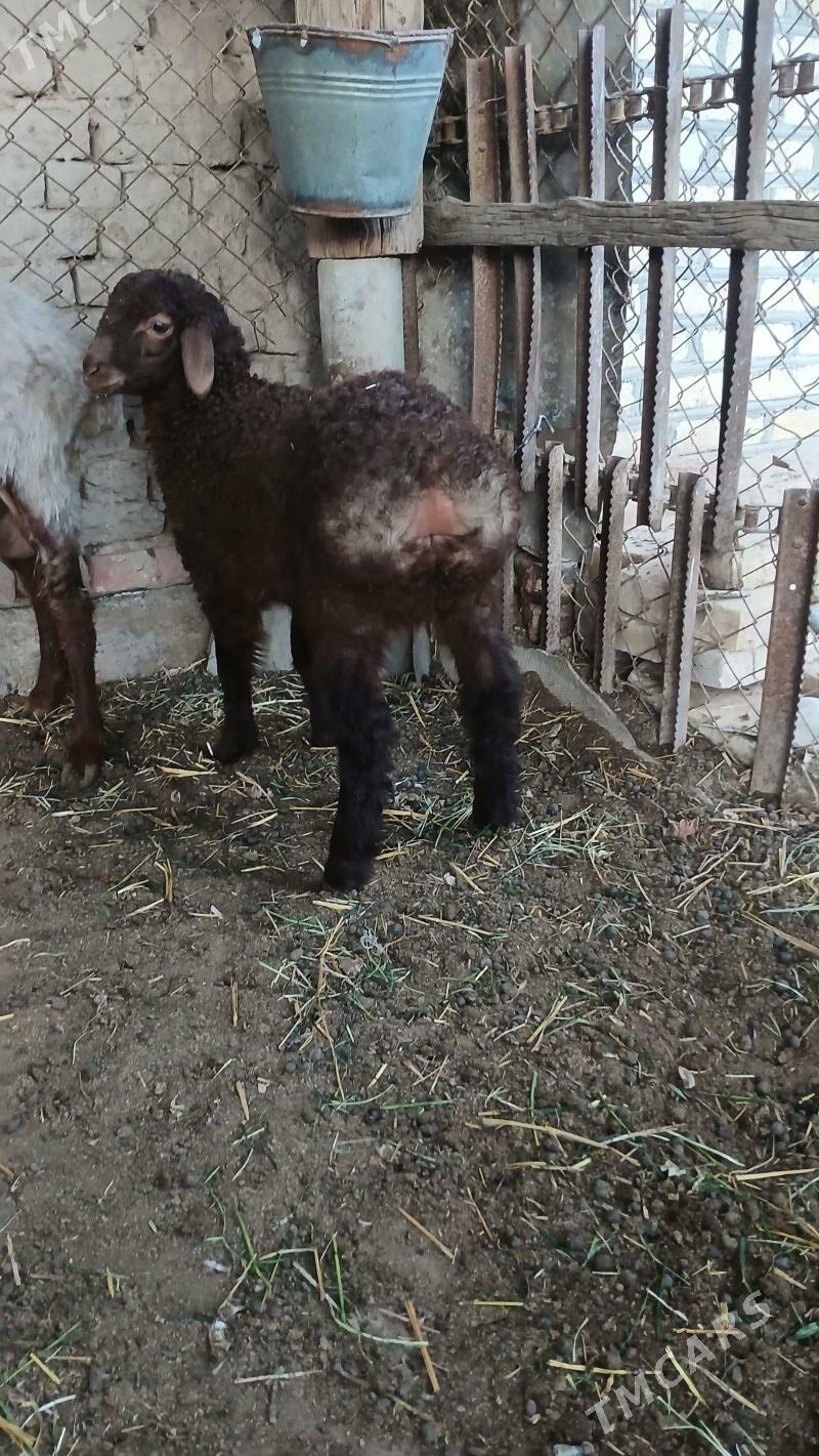 Guzuly goyun - Babadaýhan - img 1