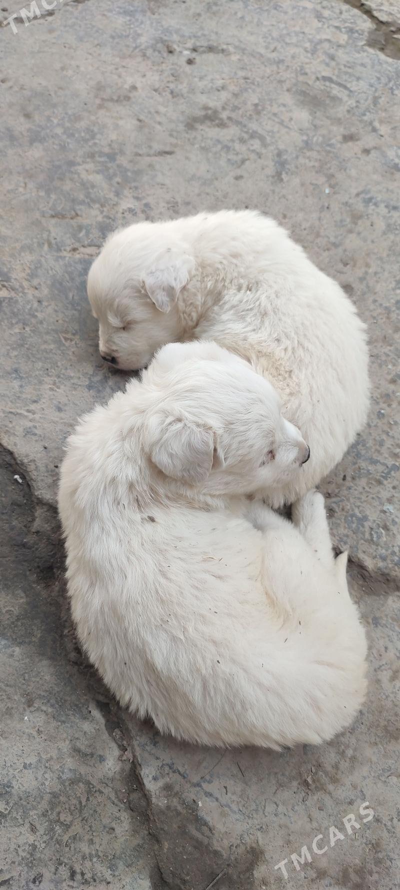 метись продаются собачки - Türkmenabat - img 1