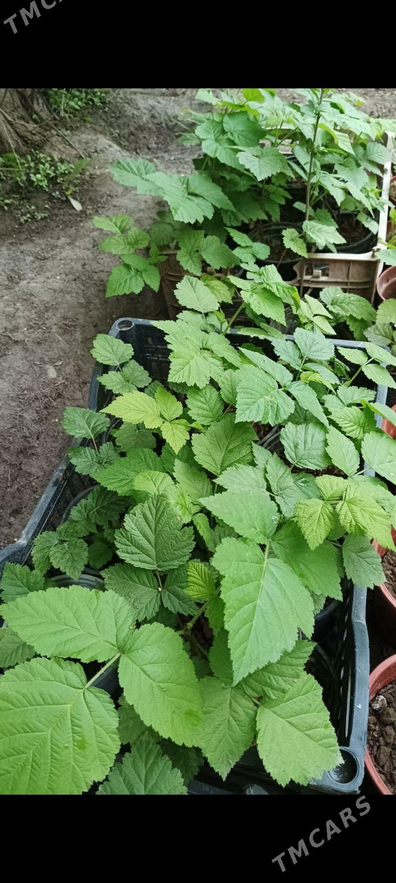 Растения и цветы / Güller - Bekrewe - img 1