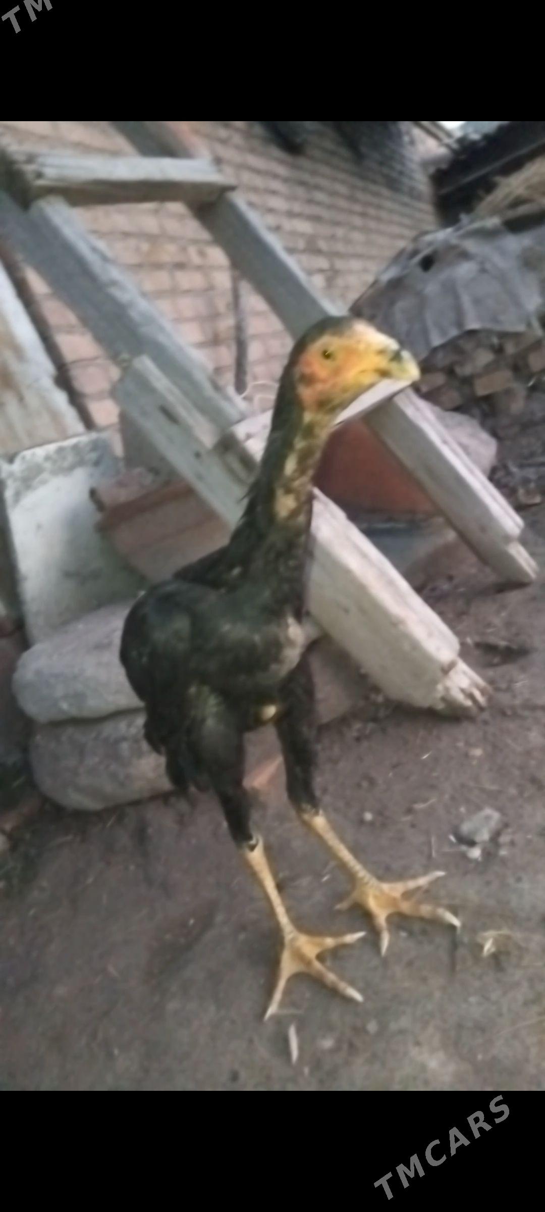 baysy horaz - Çärjew - img 1