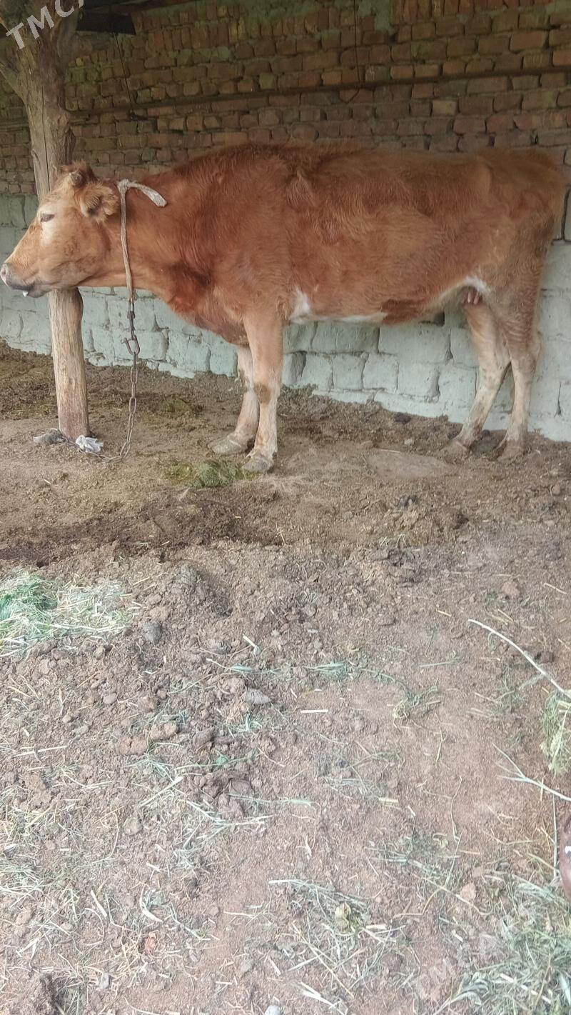 bogaz sygyr - Бахарден - img 1