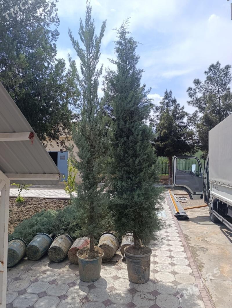 kiparys - Gökdepe - img 1