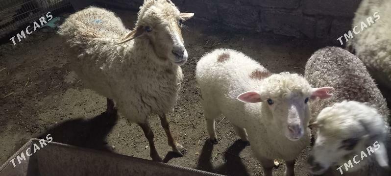 satlyk guzuly goyun - Хитровка - img 1