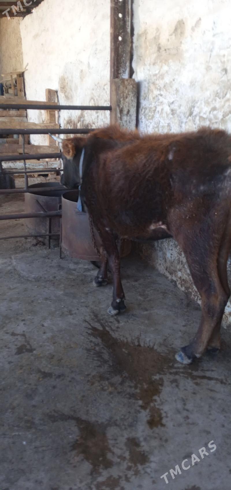 Tüwe gysyr - Гызыларбат - img 1