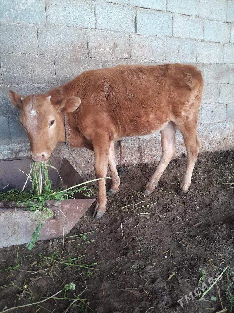 goleler - Gökdepe - img 1