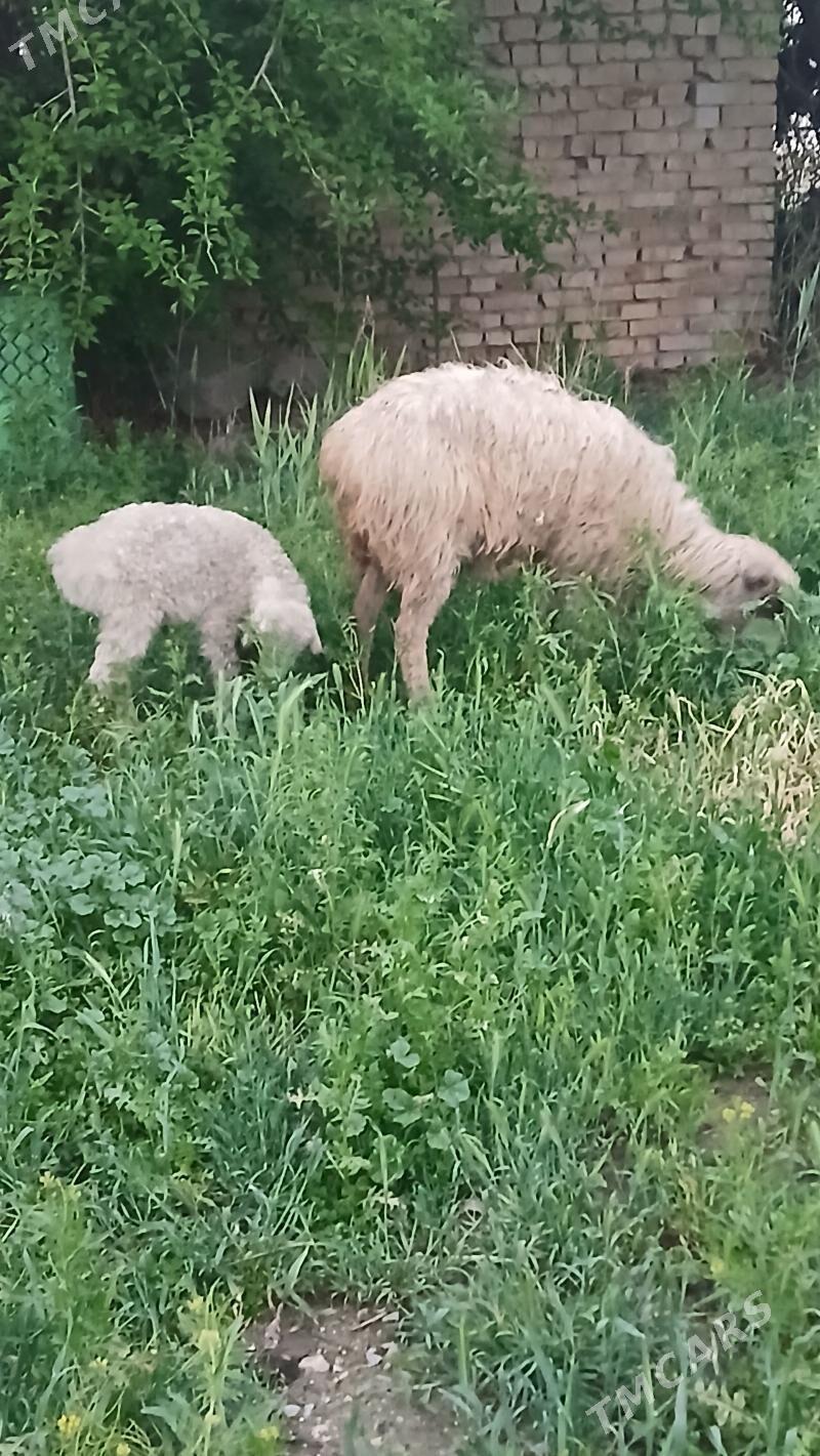 guzly goyunlar - Хитровка - img 1