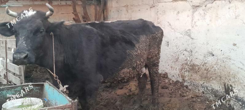 sygyr,okuz - Bäherden - img 1