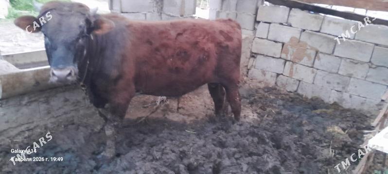 sygyr,okuz - Бахарден - img 1