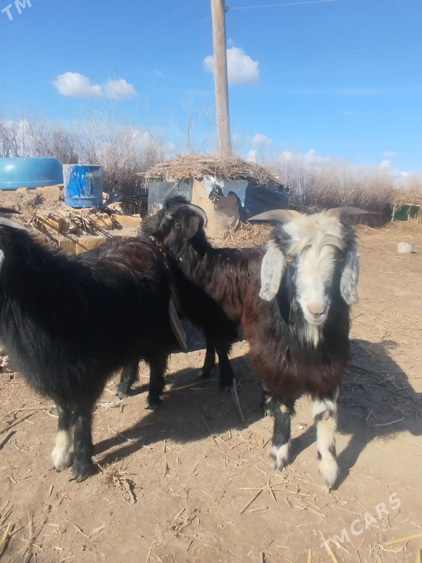 geçi - Türkmenbaşy etr. - img 1