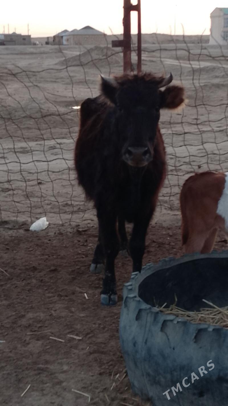 Sygyr göleli - Эсенгулы - img 1