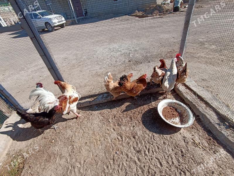 towuk horaz - Туркменбаши - img 1