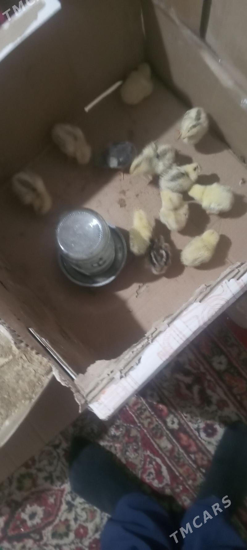 paroda - Мары - img 1