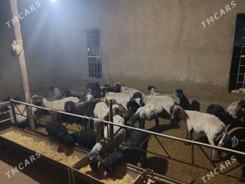 Guzuly Goyunlar - Мары - img 1