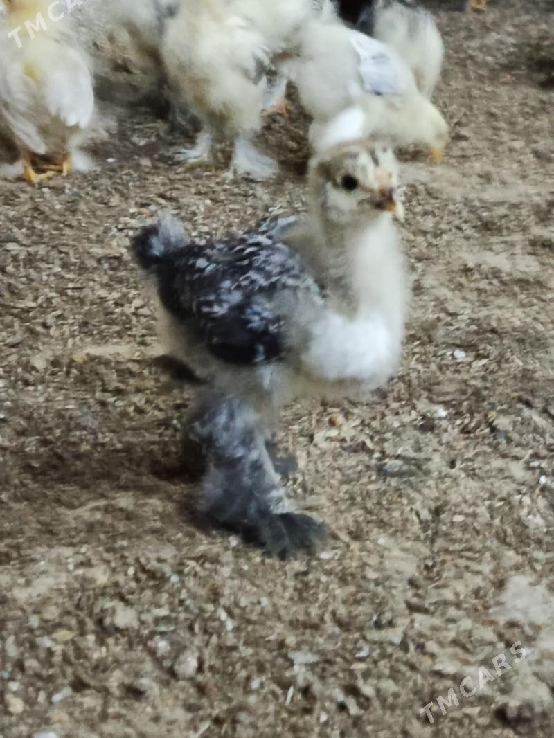 balgar juyje - Änew - img 1